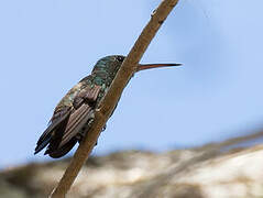 Blue-vented Hummingbird