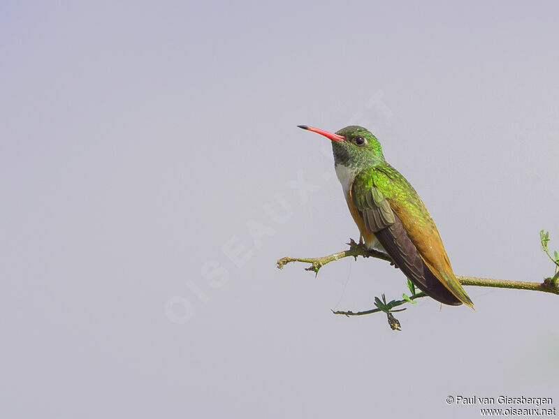 Amazilia Hummingbird