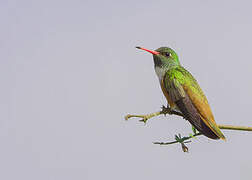 Amazilia Hummingbird