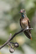 Amazilia Hummingbird