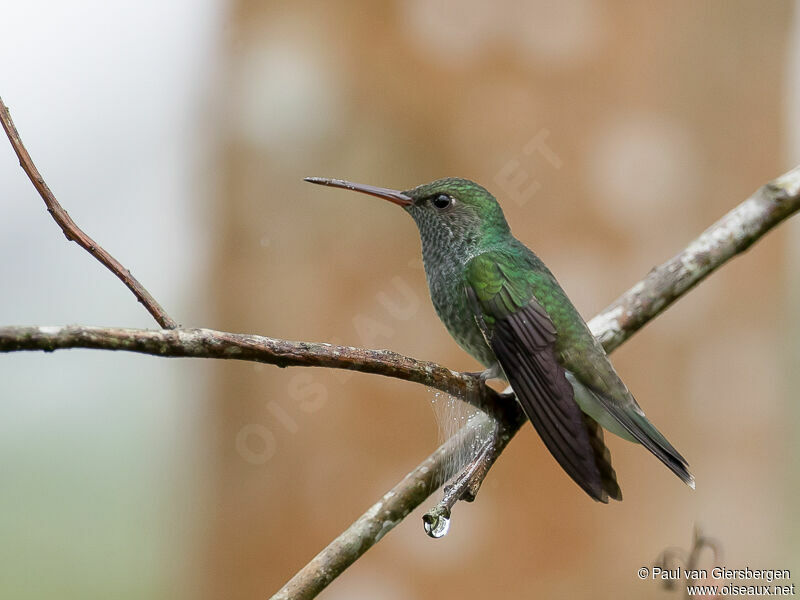 Glittering-throated Emerald