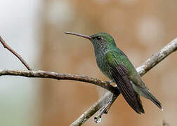 Glittering-throated Emerald