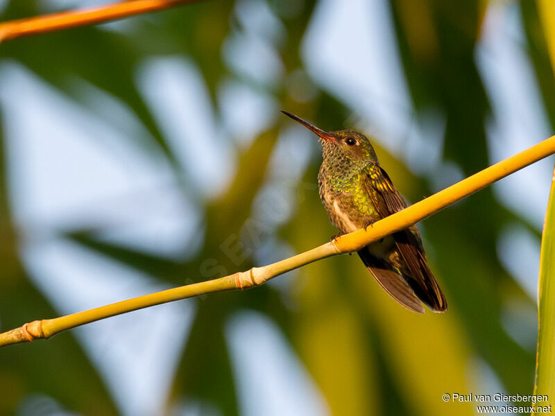 Glittering-throated Emerald