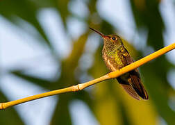 Glittering-throated Emerald