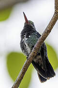 Glittering-throated Emerald