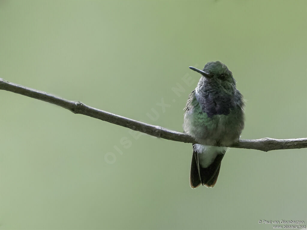 Purple-chested Hummingbirdadult