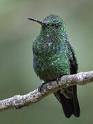 Steely-vented Hummingbird