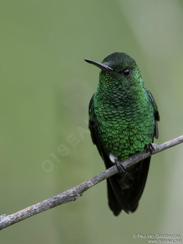 Steely-vented Hummingbirdadult