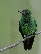 Steely-vented Hummingbird