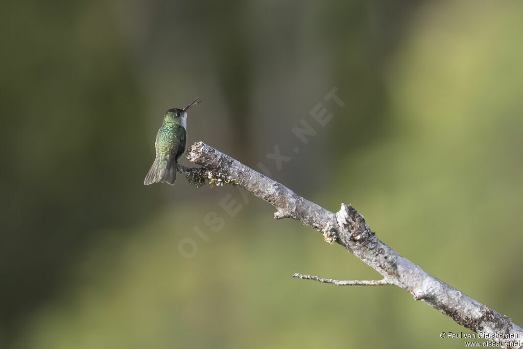 Green-and-white Hummingbirdadult