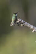 Green-and-white Hummingbird