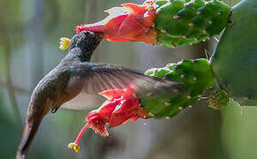 Buff-bellied Hummingbird