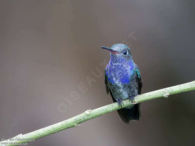 Sapphire-spangled Emerald male adult, close-up portrait