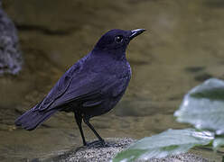 Bornean Whistling Thrush