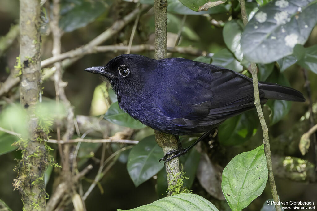 Sri Lanka Whistling Thrush male adult