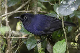 Sri Lanka Whistling Thrush