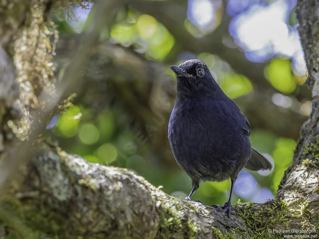 Sri Lanka Whistling Thrush male adult