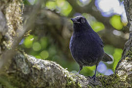 Sri Lanka Whistling Thrush