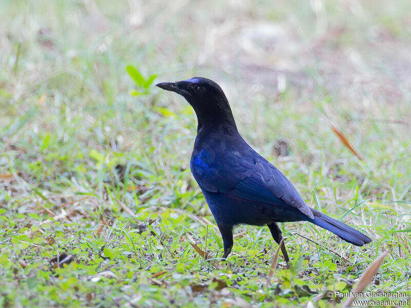 Malabar Whistling Thrush