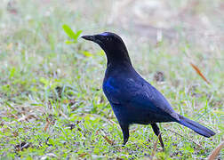 Malabar Whistling Thrush