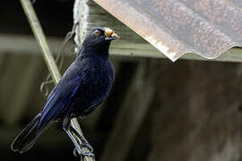 Taiwan Whistling Thrush