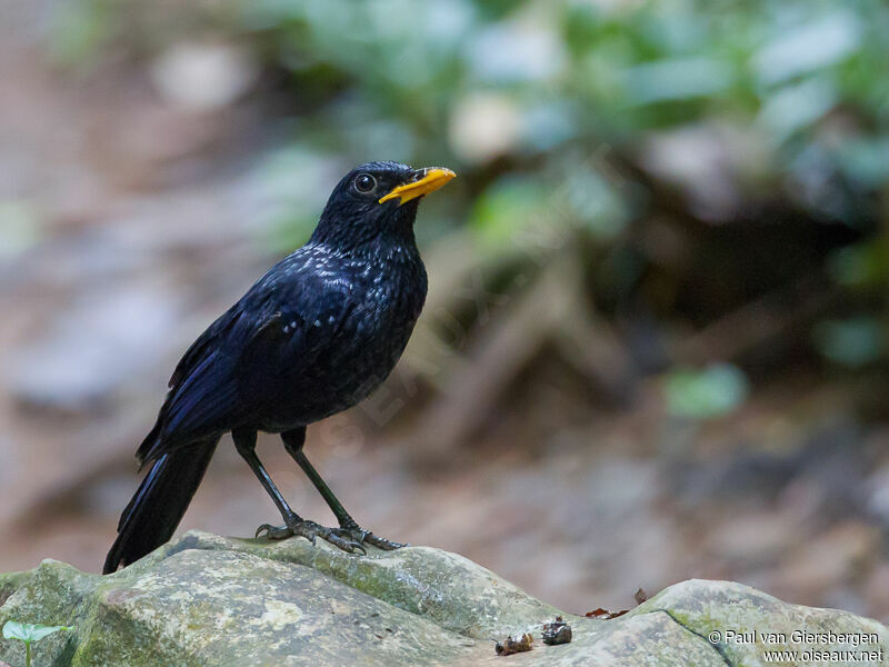 Blue Whistling Thrush