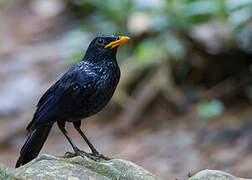 Blue Whistling Thrush