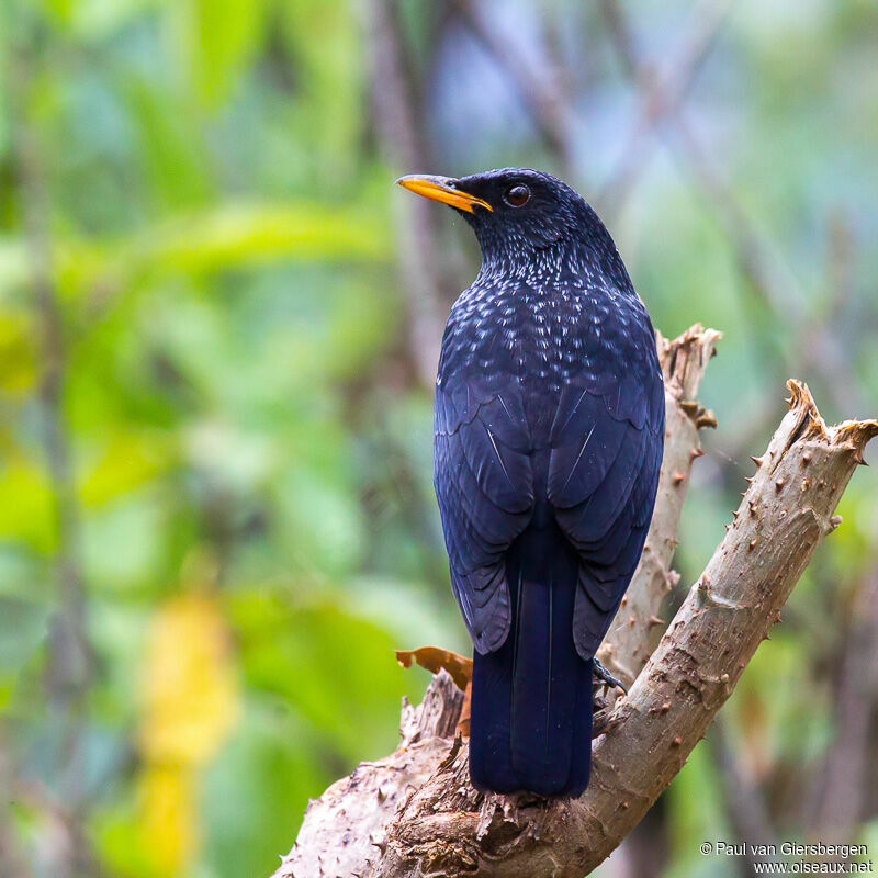 Blue Whistling Thrush