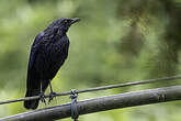 Arrenga siffleur