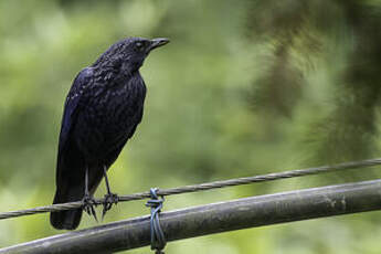 Arrenga siffleur