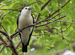 White-headed Vanga