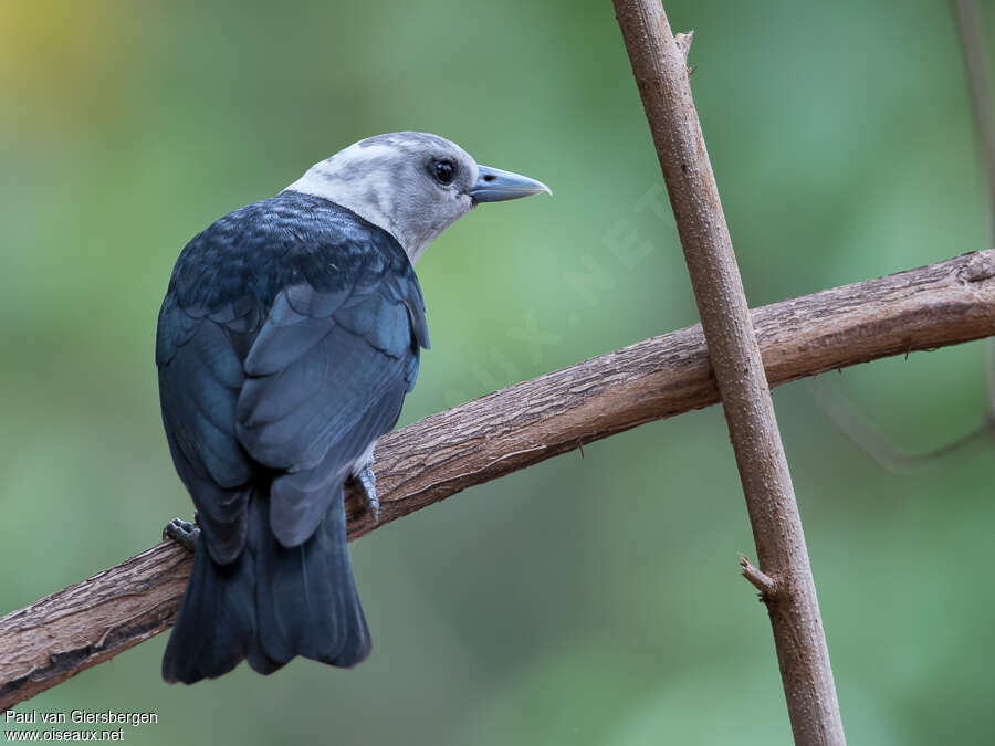 White-headed Vanga female adult