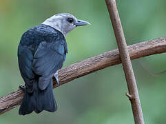 White-headed Vanga