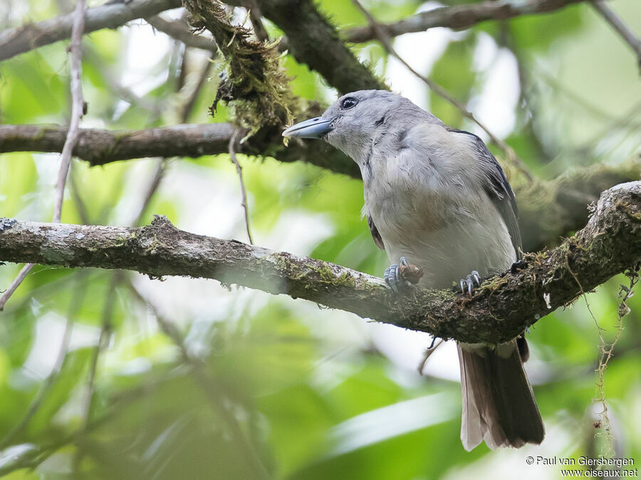 White-headed Vanga female adult