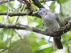 White-headed Vanga