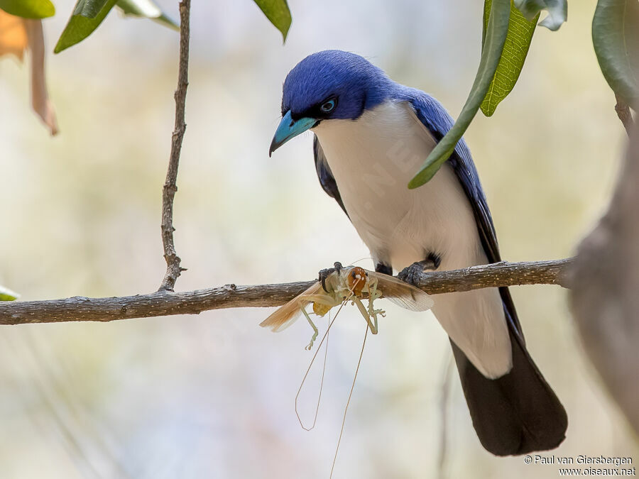 Blue Vanga male adult