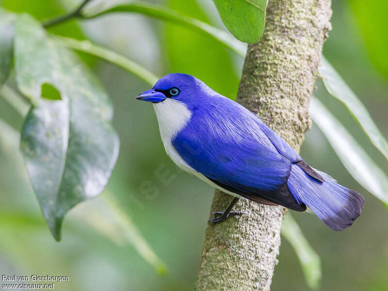 Comoro Blue Vanga male adult, identification