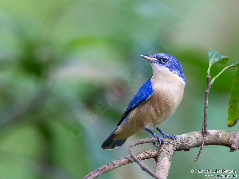 Comoro Blue Vanga female adult