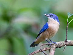 Comoros Blue Vanga