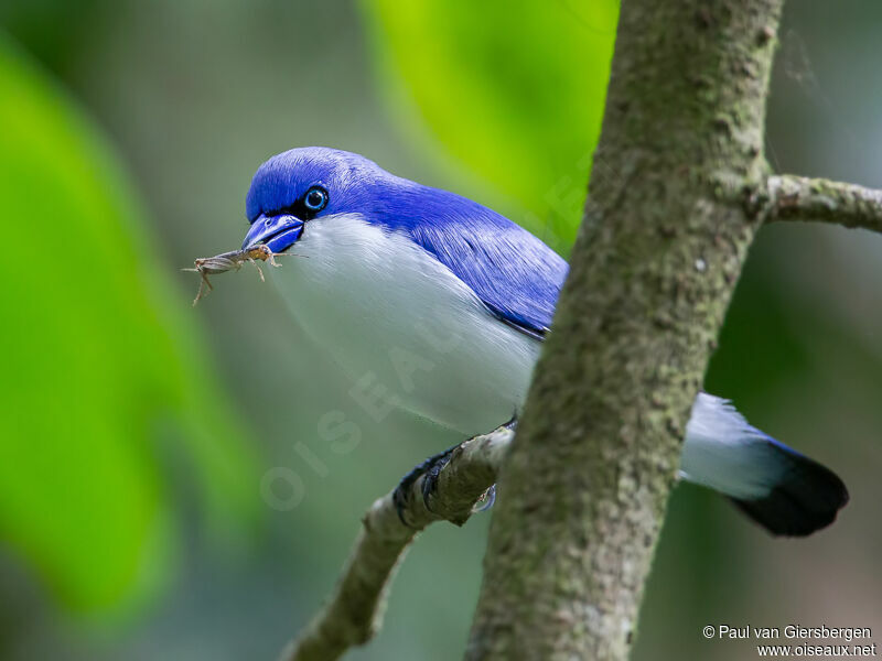 Comoros Blue Vanga male adult