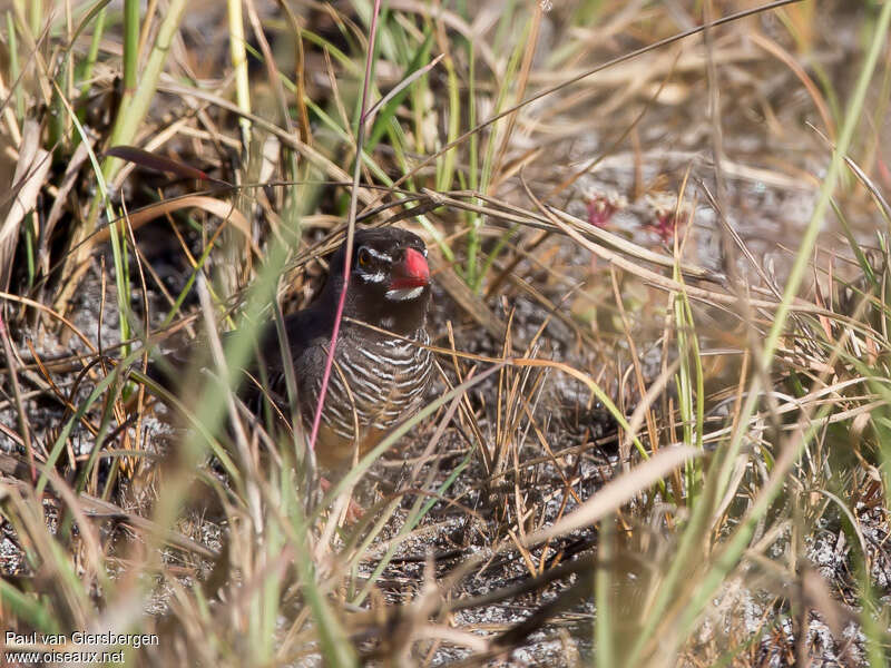 Quailfinch male adult, habitat, pigmentation