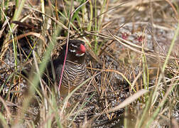 Quailfinch