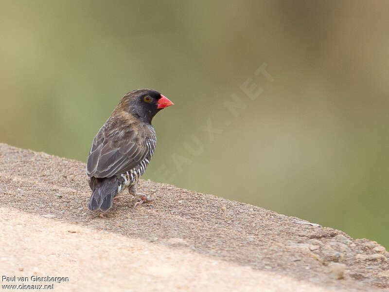 Quailfinch male adult, identification