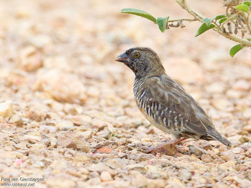 Quailfinch female adult, identification