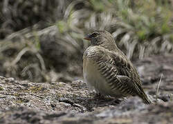 Quailfinch