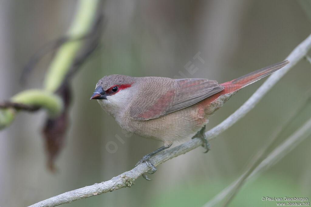 Astrild à croupion roseadulte