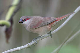 Crimson-rumped Waxbill