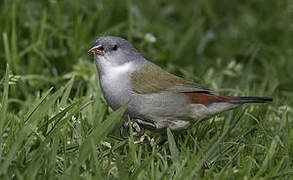 Swee Waxbill