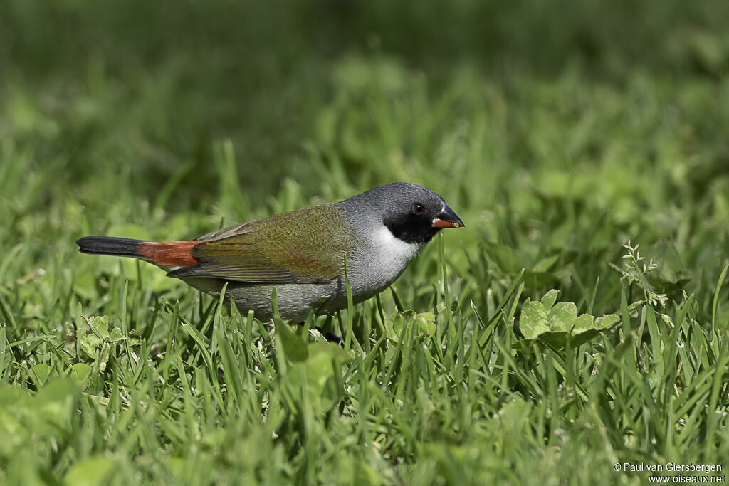 Swee Waxbill male adult