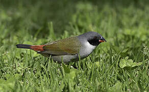 Swee Waxbill